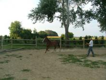 treniranje konja-1.jpg